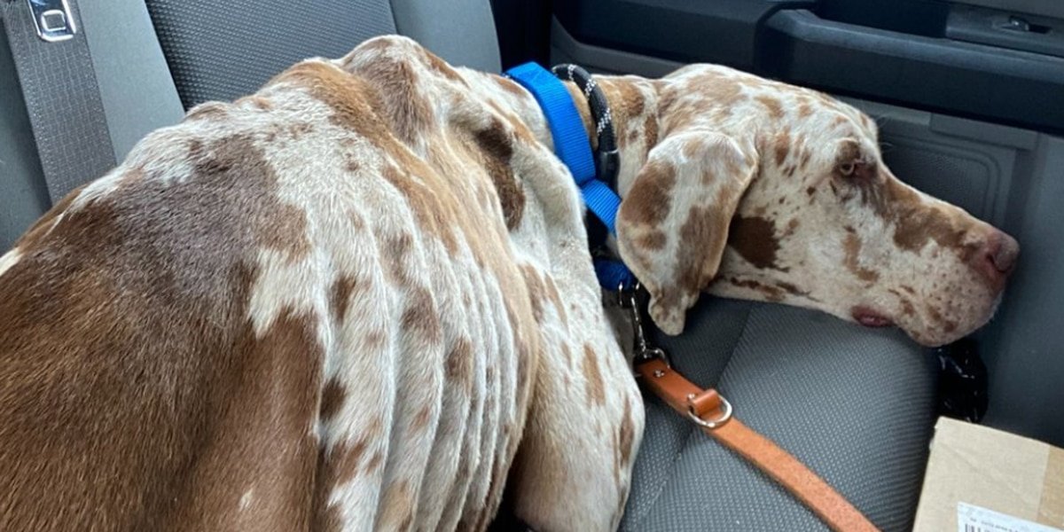 The emaciated Zaira stretches out in the backseat after her rescue, finally able to let go of her fear and sleep.